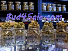 Domain Name "Bud 4 Sale.com" Weed Marijuana Cannabis Bong Shirt Pipe Raw Papers