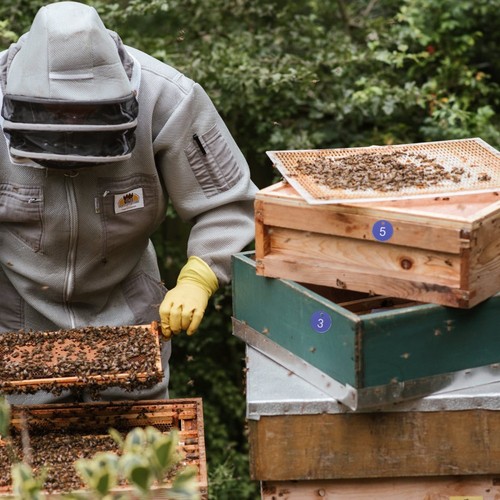 20 Pcs Nummernschild Büro Nummernzeichen Des Bienenstocks Bienenstockmarkierung - 第 5/12 張圖片