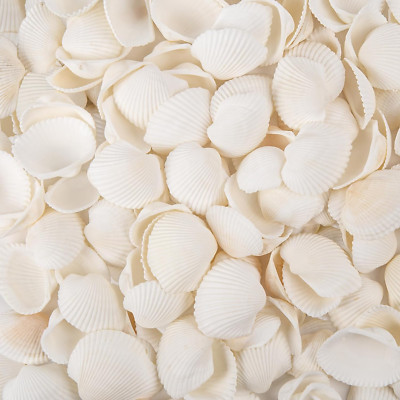 Natural Tiny Sea Shells Small White Clam Shells for Crafts Bulk for Home Decorat