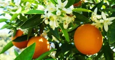 Orange Blossom Pure Absolute Essential Oil-30 ML+Free Carrier oil 10 ml