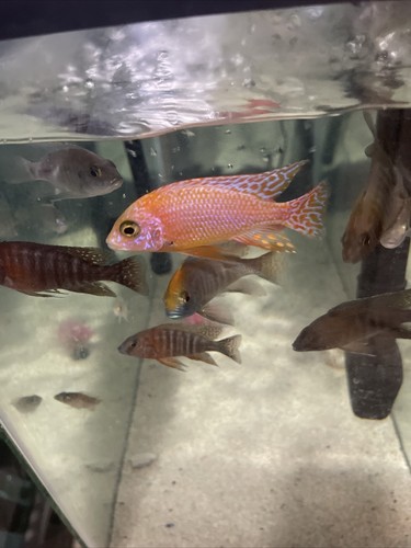 Dragon's blood Peacock, Aulonocara sp. (Fire) Cichlid, Guaranteed