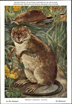 Artist Postcard Ondatra zibethica, Muskrat, Musée Royal d'Histoire... - 3862085