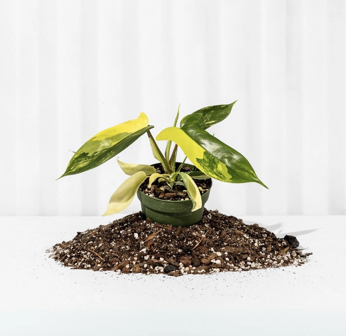 philademdum florida sunrise Plant