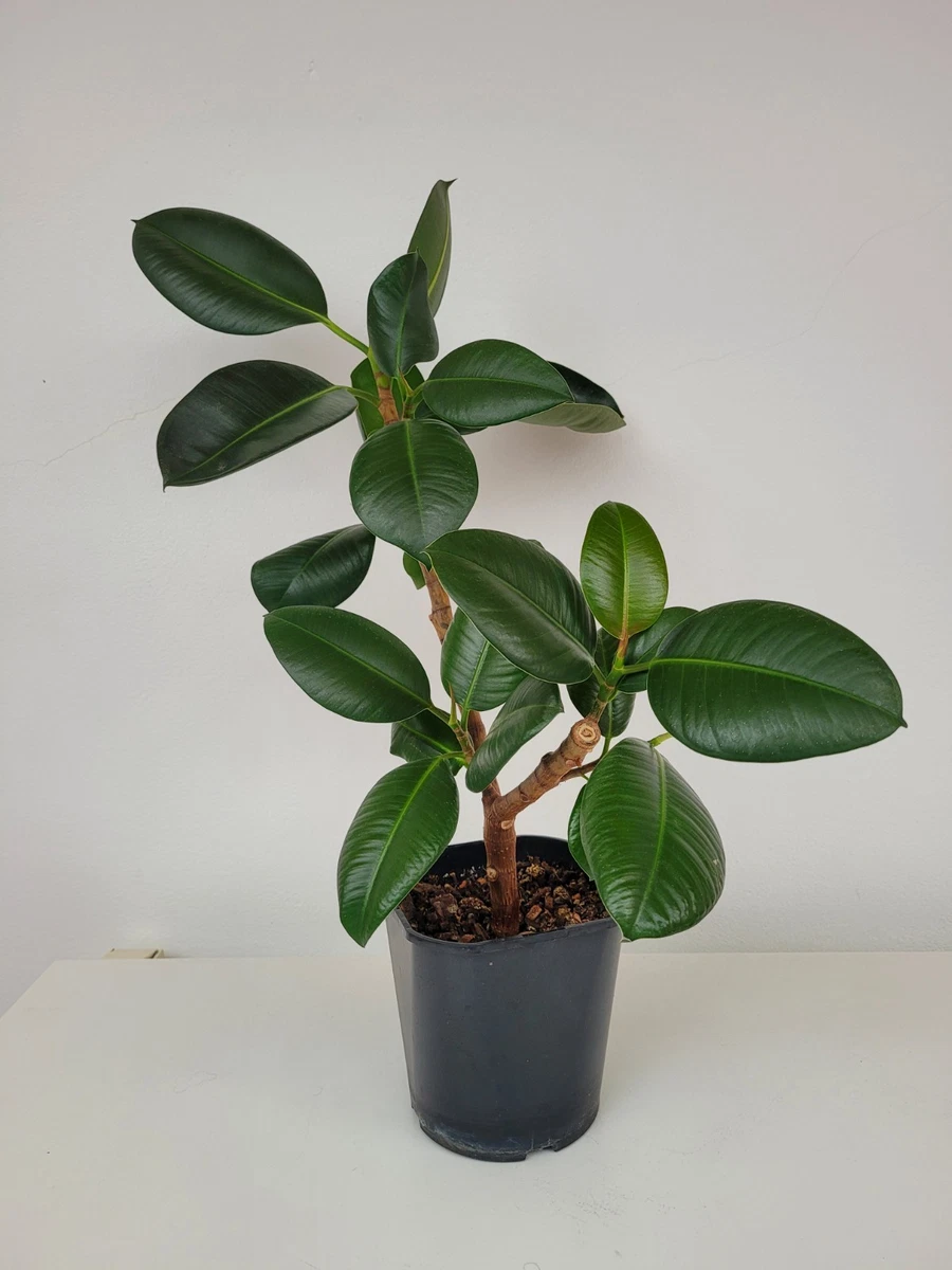 monstera thai toom Monstera 'Thai Constellation'