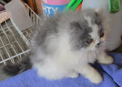 exotic shorthair kittens for sale gumtree