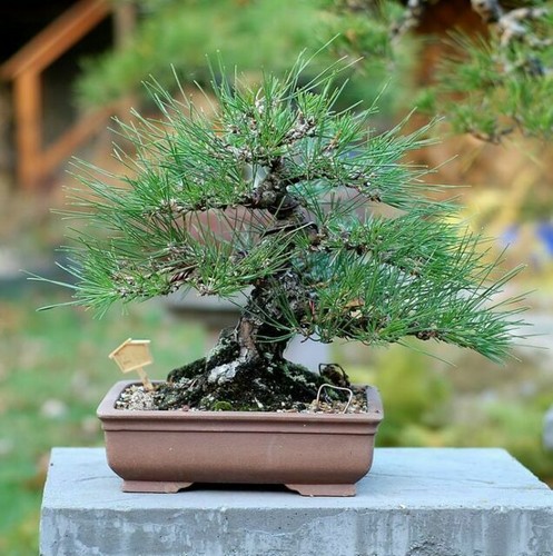 Pinus mugo Mops - dwarf mountain pine grafted 2L pot bonsai subject 8" tall  | eBay UK