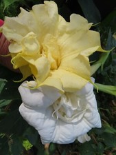 Double White  Yellow Angel Trumpet Mix Datura/Brugmansia Fragrant - seeds 15