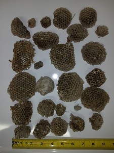 Lot Of 26 Hornet Wasp Yellow Jacket   Hive Nests from Michigan Unsprayed
