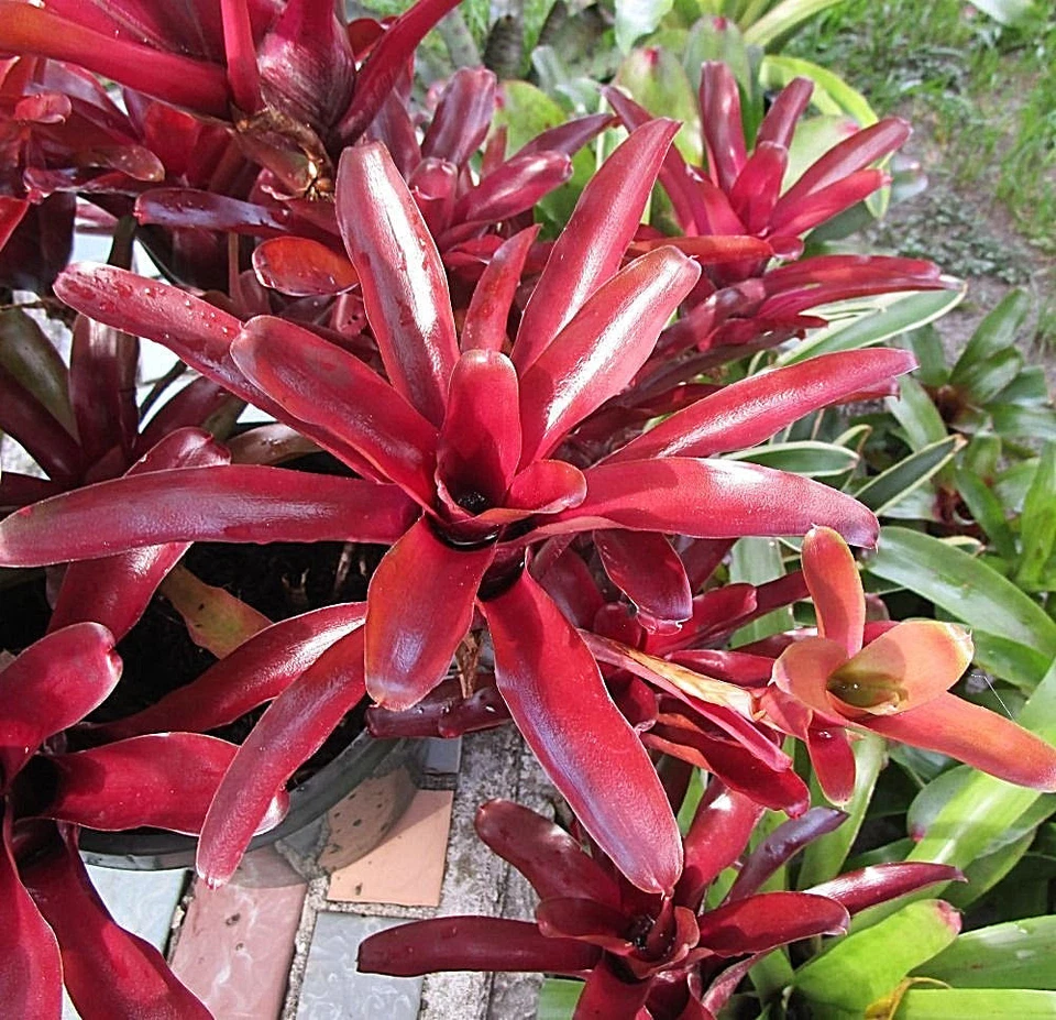 BROMELIAD Terrarium Vivarium Оптовая продажа ОКОНЧАТЕЛЬНАЯ Неорегелия 10 Упаковок 10 Разновидностей - Изображение 3 из 4