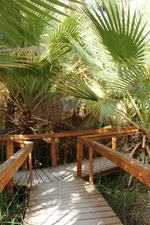 20 SEEDS - palm CALIFORNIA FAN washingtonia filifera GroCo BUY ANY 15=SHIPS FREE