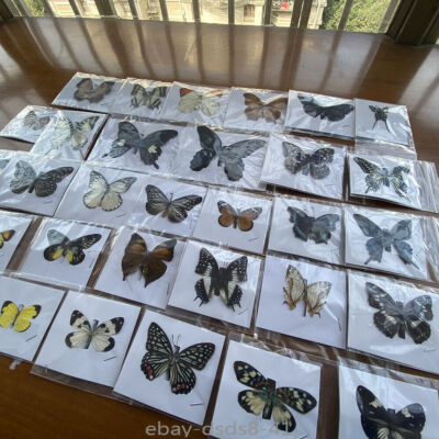 #ad Real Butterfly Specimen Has Spread Wings 20 Random Not Repeated Not Guaranteed $35.11