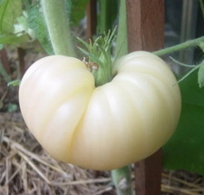 120 Great White Tomato Beefsteak Seeds ------- Heirloom -- NON GMO ---- RARE