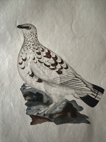 Ornithology Acquaforte 1823 "TETRAO LAGOPUS" - Picture 2 of 5