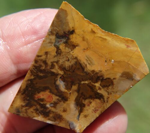Rough Petrified Wood 145 ct. - Picture 1 of 5