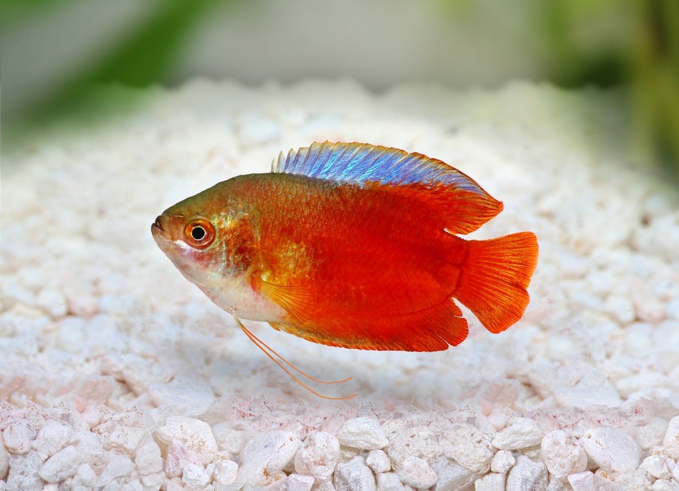 ABF ULTRA MICRO FLOATING BETTA BITS,Fish Food,Siamese fish,Gourami ...