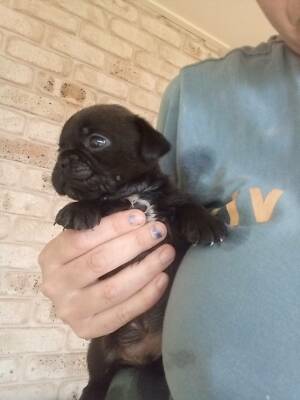 French Bulldog In Fraser Coast Qld Dogs Puppies Gumtree Australia Free Local Classifieds