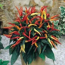 100 Patio Fire & Ice Ornamental Pepper Seeds. USA Seeds. Organic. Ships free
