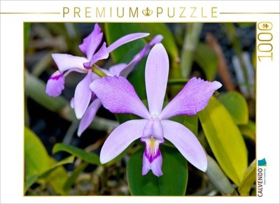 CALVENDO Puzzle Cattleya violacea rosea anelata | 1000 Teile Lege-Größe 64 × 48