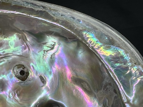 Große 8,25" natürliche Abalone Schale - Bild 10 von 19
