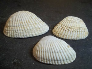 3 coquillages
