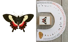 Playing Cards (Poker Deck 54 Cards) BEAUTIFUL BUTTERFLIES Moths Nature Art 171