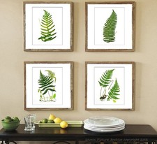 Antique Botanical Fern Prints Set of 4