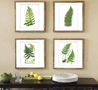 Botanical Fern Prints Green Antique Botanical Art Unframed Wall Art Set Of 4 637813433376 Ebay