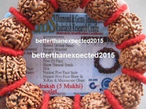5 Mukhi Rudraksha/fünf Gesichter Rudraksh 12 Nepal Perlen 20 mm Armband - zertifiziert - Bild 3 von 3