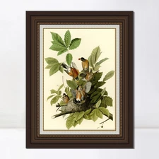 Framed Canvas Giclee Print Art American Robin by John James Audubon Home Decor