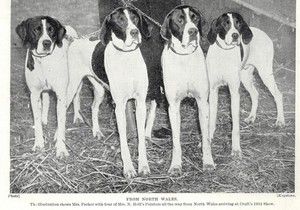Pointer "Foursome" - 1934 Vintage Dog Art "Photo" Print - CUSTOM MATTED