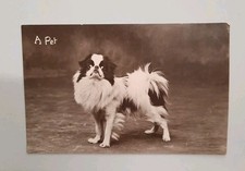 Antique Real Photograph Postcard- Japanese Chin - A Pet  RPPC