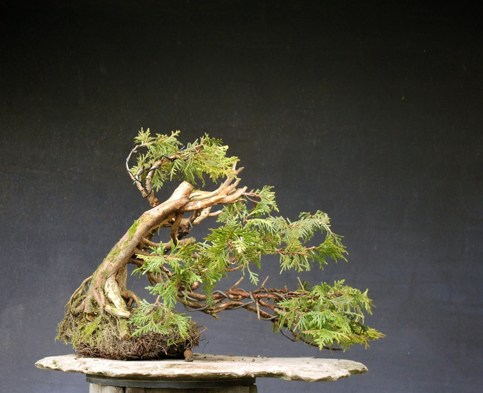 Bonsai outdoor winterhart Thuja  H40 B50 D5 cm - Bild 3 von 4