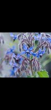 💙2 Large Borage Potted Edible Blue Flowers Herb Bees Garden