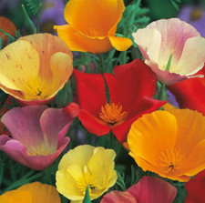 California Poppy Seeds Rare Unusual Stunning Garden Plant