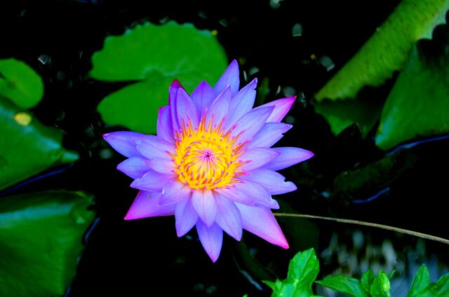 Nymphaea Stellata (Sacred Water Lily) 50 Seeds