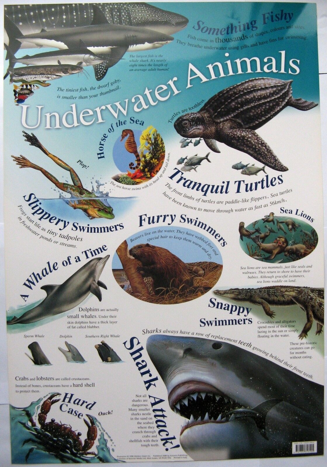 UNDERWATER ANIMALS POSTER WALL CHART BY AUTUMN PUBLISHING - 52cm x 76cm -  NEW | eBay