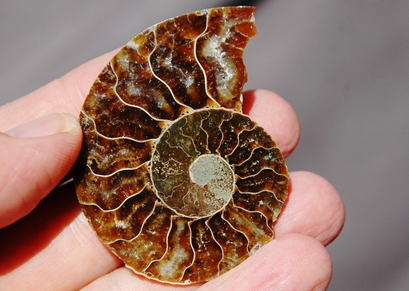 a8450 SINGLE Ammonite Crystal LRG 100gm One Half ONLY Dinosaur Fossil 60mm 2.4"