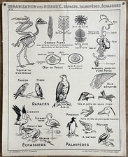🦅 Ancienne affiche scolaire sciences Hatier, 1950 - 15 Animaux oiseaux, rapaces