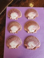 Lot Of 6 Mexican Flat Sea Shell Beach Craft Scallop 3" 