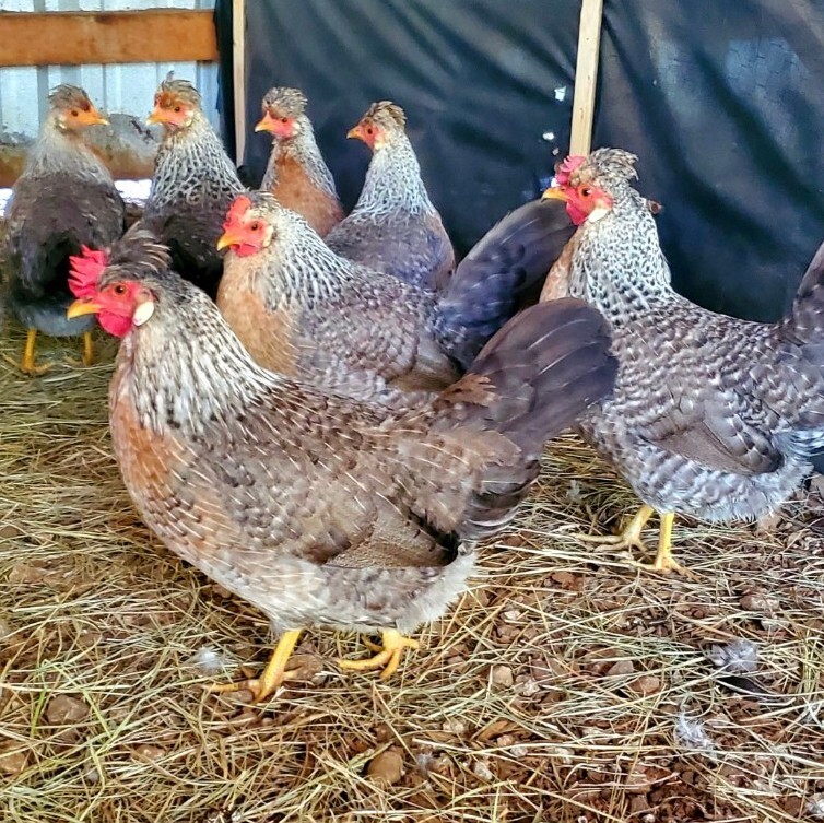 Crested Cream Legbars Legbar Hatching Eggs 10+2 NPIP CERTIFIED AI CLEAN