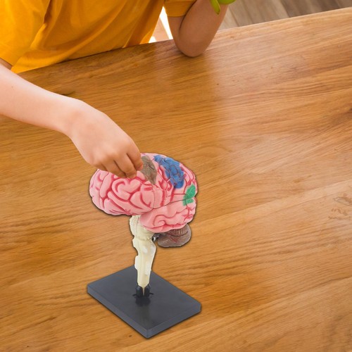 Brain Model 4D Disassembled Toy Brain Functions Model Education Display - Picture 4 of 7