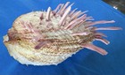 vintage spondylus, thorny oyster. Collectible Natural Specimen Sea Shell — photo 8