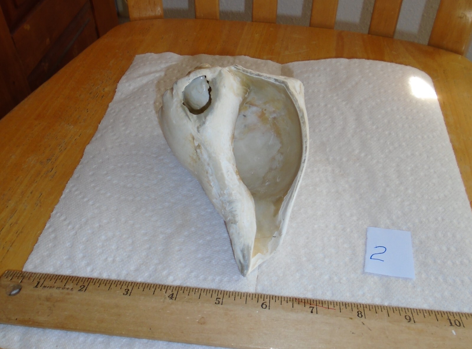 Light Gray Lightning Conch SEA SHELL Nautical DÉCOR 5 3/4