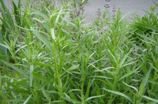 Russian Tarragon Seeds 500 HERB Garden Perennial Heirloom USA FREE SHIPPING
