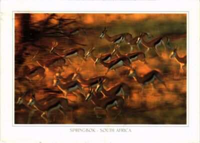 CPM Springbock SÜDAFRIKA (1264139)