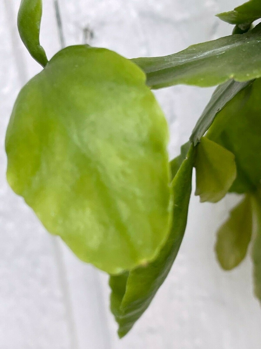 Rare Rhipsalis Crispata 6" plant | eBay