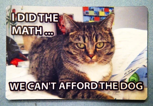 Cat Math Mem Funny Cat Math Pictures