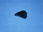 BMW blinker switch R26,27,50,50/2,50S,60,60/2,69,69,69/S "NOS" black turtle