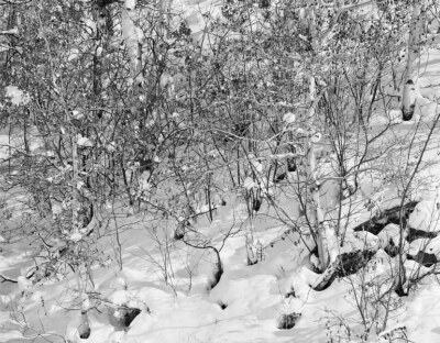 Winter Morning, Brushy Hillside; Large Format 4x5 B&W