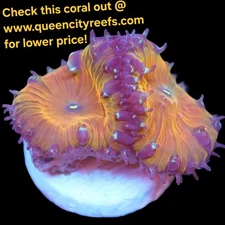 WYSIWYG - Iron Man Blastomussa Frag - LPS - Live Coral